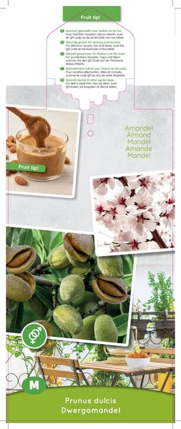 Prunus dulcis Dwergamandel - C5 80-100 CM